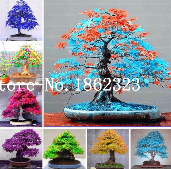 blue leaf bonsai tree Hot Sale! 30 pcs Maple tree Bonsa, bonsai blue maple tree japanese map –  NEW GARDEN WORLD