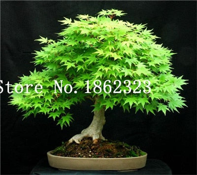 blue bonsai maple tree Hot Sale! 30 pcs Maple tree Bonsa, bonsai blue maple tree japanese map – NEW GARDEN WORLD