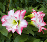 2 Bulbs Amaryllis Bulbs True Hippeastrum Bulbs Flowers,Barbados Lily Potted Home Garden Balcony Plant Bulbous