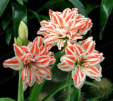 2 Bulbs Amaryllis Bulbs True Hippeastrum Bulbs Flowers,Barbados Lily Potted Home Garden Balcony Plant Bulbous
