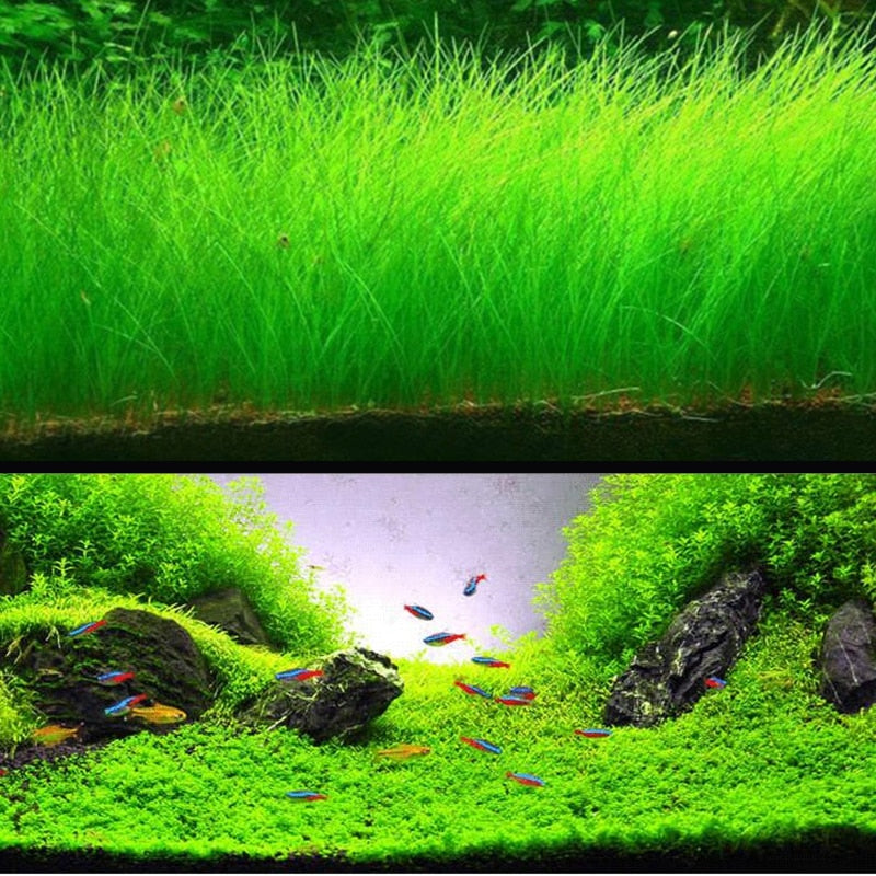 Aquarium Landscape Ornament Aquatic Water Grass Mini Leaf Live Plant Fish Tank Decoration Home Garden