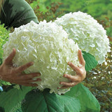 20pcs/pack Hydrangea Paniculata vanilla Fraise Strawberry Hydrangea bonsai Bonsai Flower bonsai Potted Plant For Home Garden Pla