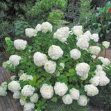 20pcs/pack Hydrangea Paniculata vanilla Fraise Strawberry Hydrangea bonsai Bonsai Flower bonsai Potted Plant For Home Garden Pla