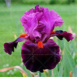 20pcs Bonsai Iris Flower Perennia Flower  Rare Flower  bearded iris , Nature plants Orchid flower DIY for Garden