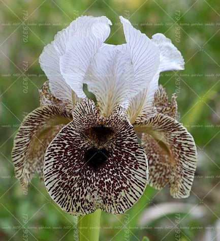 20pcs Bonsai Iris Flower Perennia Flower  Rare Flower  bearded iris , Nature plants Orchid flower DIY for Garden