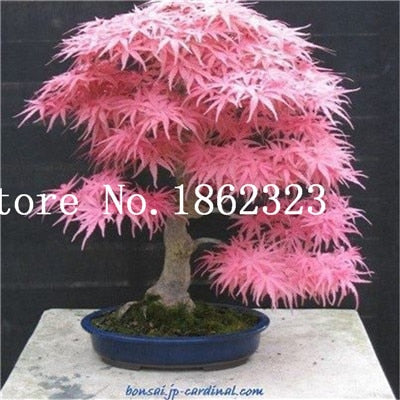 bonsai blue maple tree for sale Hot Sale! 30 pcs Maple tree Bonsa, bonsai blue maple tree japanese map – NEW GARDEN WORLD