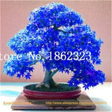 blue leaf bonsai tree Hot Sale! 30 pcs Maple tree Bonsa, bonsai blue maple tree japanese map – NEW GARDEN WORLD