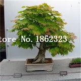 Hot Sale! 30 pcs Maple tree Bonsa, bonsai blue maple tree japanese maple Bonsa, plants for home garden and Balcony, Easy to Grow