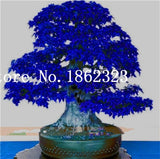 blue maple bonsai tree Hot Sale! 30 pcs Maple tree Bonsa, bonsai blue maple tree japanese map – NEW GARDEN WORLD