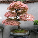 Hot Sale! 30 pcs Maple tree Bonsa, bonsai blue maple tree japanese maple Bonsa, plants for home garden and Balcony, Easy to Grow