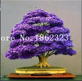 bonsai blue maple tree for sale Hot Sale! 30 pcs Maple tree Bonsa, bonsai blue maple tree japanese map – NEW GARDEN WORLD