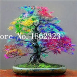 bonsai blue maple tree for sale Hot Sale! 30 pcs Maple tree Bonsa, bonsai blue maple tree japanese map – NEW GARDEN WORLD