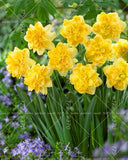 100pcs Bonsai Narcissus ,daffodil flower  Absorption Radiation aquatic plants double petals Narcissus garden plant