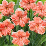 100pcs Bonsai Narcissus ,daffodil flower  Absorption Radiation aquatic plants double petals Narcissus garden plant