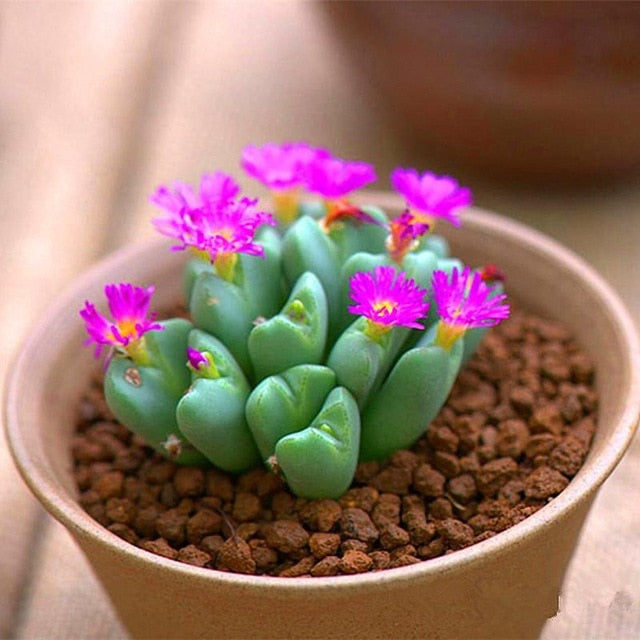 100pcs Mix Lithops bonsai Living Stones Flower Succulent Cactus Organic Plant Home Garden