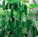Big Promotion!! 100Pcs Mini Cucumber Bonsai Rare Non-GMO Delicious Cucumber Fruit and Vegetable Plant for Home Garden Planting