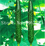 Big Promotion!! 100Pcs Mini Cucumber Bonsai Rare Non-GMO Delicious Cucumber Fruit and Vegetable Plant for Home Garden Planting