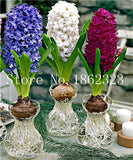 100 pcs Hyacinth Bonsai, Perennial Hyacinth potted plant, Indoor Plant Easy Grow In Pots, Bonsai plant flower for home garden