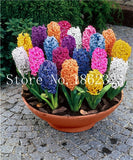 100 pcs Hyacinth Bonsai, Perennial Hyacinth potted plant, Indoor Plant Easy Grow In Pots, Bonsai plant flower for home garden
