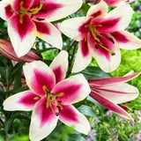 100pcs / bag 24 colors lily bonsai, cheap perfume lilies plant for Garden and home Mixing different varieties