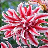 100pcs / bag 24 colors lily bonsai, cheap perfume lilies plant for Garden and home Mixing different varieties
