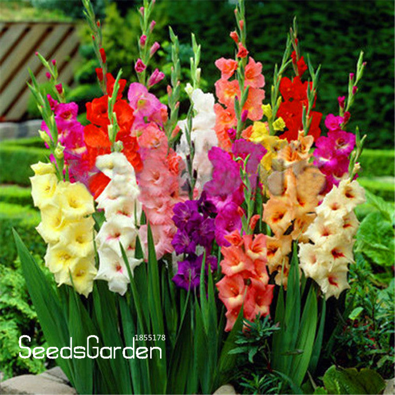 Big Promotion!Cut Gladiolus bonsai Flower garden Perennial Potted Plants Indoor Aerobic Gladiolus Flower flores 100 PCS/bag,#MNX
