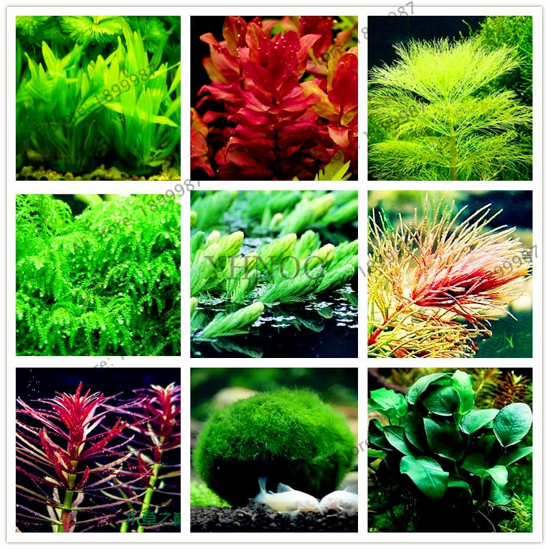 100pcs/bag aquarium plant bonsai Water Grasses Random Aquatic Plant Grass garden Indoor fish tank  Beautifying Plant flores