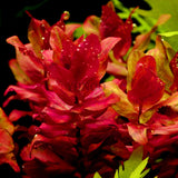 100pcs/bag aquarium plant bonsai Water Grasses Random Aquatic Plant Grass garden Indoor fish tank  Beautifying Plant flores