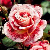 200 pcs Rare Holland Rainbow Rose Flower bonsai Home Garden Rare Flower plant 24 color rainbow Rose flores
