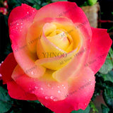 200 pcs Rare Holland Rainbow Rose Flower bonsai Home Garden Rare Flower plant 24 color rainbow Rose flores
