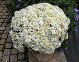Hot Sale!100pcs/bag Ground-cover chrysanthemum garden, chrysanthemum perennial bonsai flower flores daisy potted plant for home