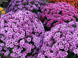 Hot Sale!100pcs/bag Ground-cover chrysanthemum garden, chrysanthemum perennial bonsai flower flores daisy potted plant for home
