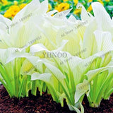 150pcs/bag beautiful  Hosta Plants Perennials Lily Flower Shade Hosta Flower Grass bonsai Ornamental Plants Home Garden