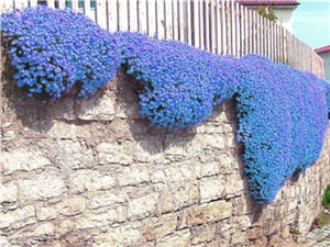 100 Pcs/Bag Creeping Thyme Bonsai, Rare Color ROCK CRESS Plant Perennial Ground Cover Flower Natural Growth For Home Garden