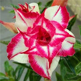 Genuine Desert Rose Plantas rare Adenium Obesum flower Plants 4 pcs Flower Bonsai floresling Air Purification for Home Garden