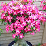 Genuine Desert Rose Plantas rare Adenium Obesum flower Plants 4 pcs Flower Bonsai floresling Air Purification for Home Garden