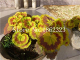 50 Pcs Geranium Bonsai,Garden Flowers Perennial Fleur Graine Geranium,Pelargonium Peltatum bonsai,Indoor Plants Geraniums flower
