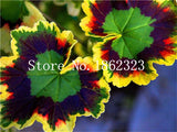 50 Pcs Geranium Bonsai,Garden Flowers Perennial Fleur Graine Geranium,Pelargonium Peltatum bonsai,Indoor Plants Geraniums flower