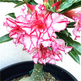 Real 15 Different Color Varieties Of Desert Rose Flower Bonsai Indoor Potted Plants Adenium Obesum Bonsai Garden Courtyard 1 Pcs