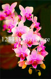 Big Sale!100 pcs Rare Cymbidium orchid Plants African Cymbidiums Plantas,Phalaenopsis bonsai flower Seedling for home garden pot