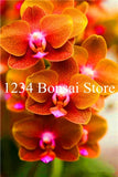 Big Sale!100 pcs Rare Cymbidium orchid Plants African Cymbidiums Plantas,Phalaenopsis bonsai flower Seedling for home garden pot