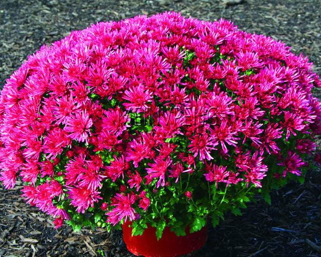 Genuine!100pcs/bag Ground Cover Chrysanthemum bonsai Easy to Grow flower plant for Home Garden Bonsai Plants,#C8V6XZ