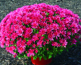 Genuine!100pcs/bag Ground Cover Chrysanthemum bonsai Easy to Grow flower plant for Home Garden Bonsai Plants,#C8V6XZ