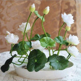 Hot Sale 10 Pcs/Pack Bowl lotus Bonsai Hydroponic Plants Aquatic Plants Flower Bonsai Pot Lotus Water Lily plant Bonsai Garden