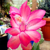 100pcs/bag Schlumbergera flores Christmas cactus plantas,bonsai plant for home and garden,mixed color,easy to plant