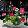 bonsai flower  lotus flower for summer 100% real Bowl lotus   pots Bonsai garden plants 5/bag