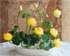 bonsai flower  lotus flower for summer 100% real Bowl lotus   pots Bonsai garden plants 5/bag