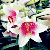 Rare Lily Bonsai Not Lily Bulbs It Is Bonsai Lily Flower Bonsai Pleasant Fragrance Plant For Home & Garden 100 Pcs