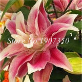 Rare Lily Bonsai Not Lily Bulbs It Is Bonsai Lily Flower Bonsai Pleasant Fragrance Plant For Home & Garden 100 Pcs