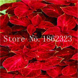 Hot Sale 100 pcs Rare Exotic Coleus Bonsai Flowers Potted Bonsai Garden Courtyard Balcony Begonia Flower Plants Mix Colors